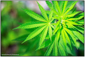 A photograph of a marijuana plant.