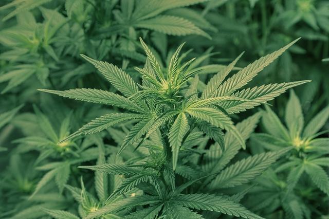 New states legalize recreational marijuana