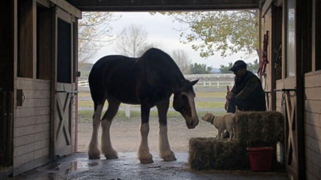 One of Budweiser’s famous Clydesdales bonds with a puppy, the star of their commercial this year. 