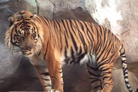 Heran the Sumatran tiger, exploring his new habitat.