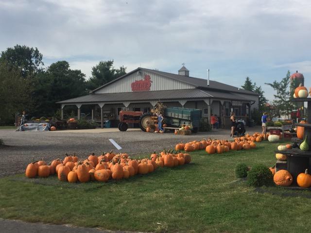 Rader Farms entrance is surrounded by already picked pumpkins from nearby pumpkin patches ready to be bought and taken home. 