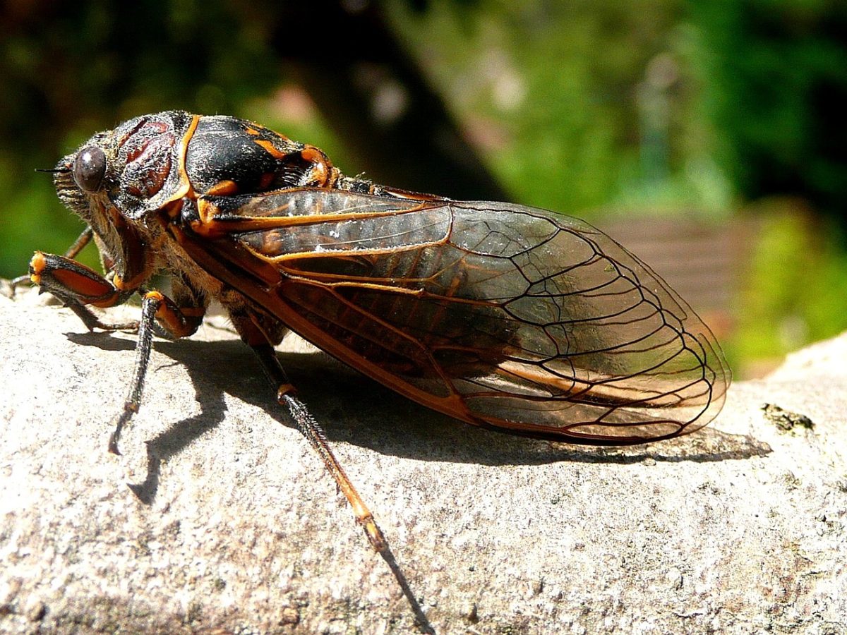 Within the next few weeks, 2 broods of cicadas will emerge from the grounds of Central Illinois. Cicadas are winged, red-eyed insects. 
