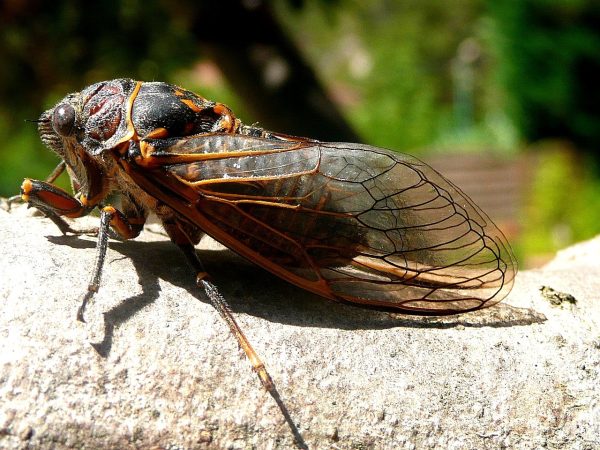 Within the next few weeks, 2 broods of cicadas will emerge from the grounds of Central Illinois. Cicadas are winged, red-eyed insects. 
